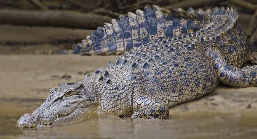 crocodile tour costa rica