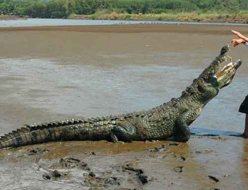 Crocodile Tours in Costa Rica: What You’ll See on the River