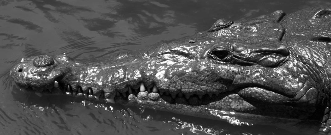 Tarcoles Costa Rica, Crocodile Tours Jaco, Costa Rica Crocodile Tour