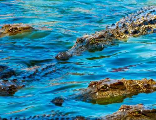 The Best Time of Year for a Crocodile Tour in Costa Rica: Tips from AXR Jaco