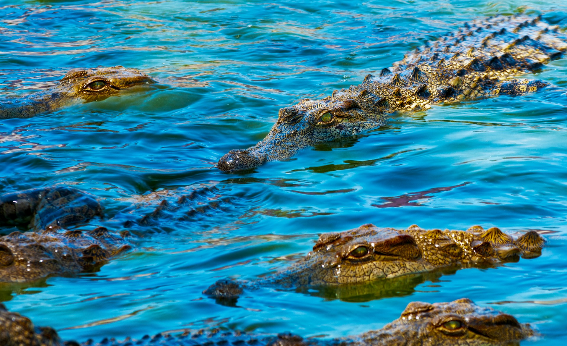 Crocodile Tour in Costa Rica