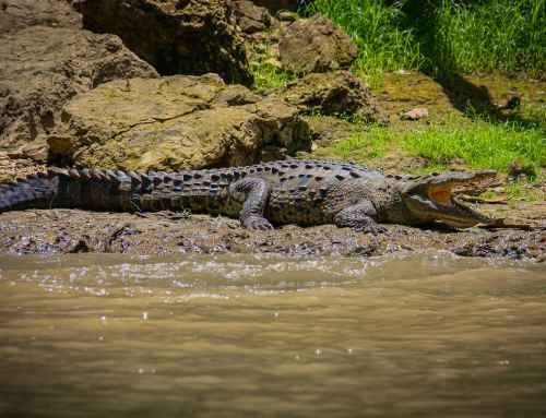 The Thrill of the Crocodile Tour in Costa Rica: What to Expect from AXR Jaco’s Guided Adventure
