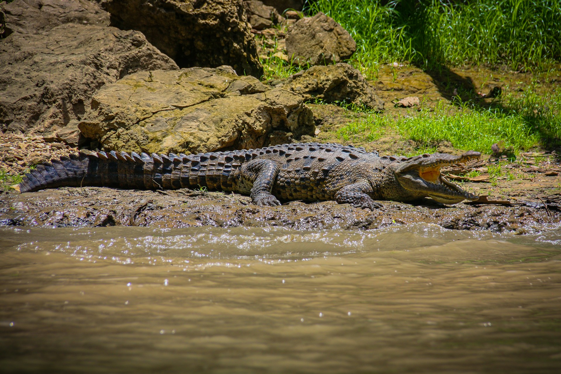Crocodile Tour in Costa Rica