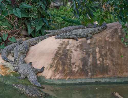 Photography Tips for Capturing Crocodiles in the Wild