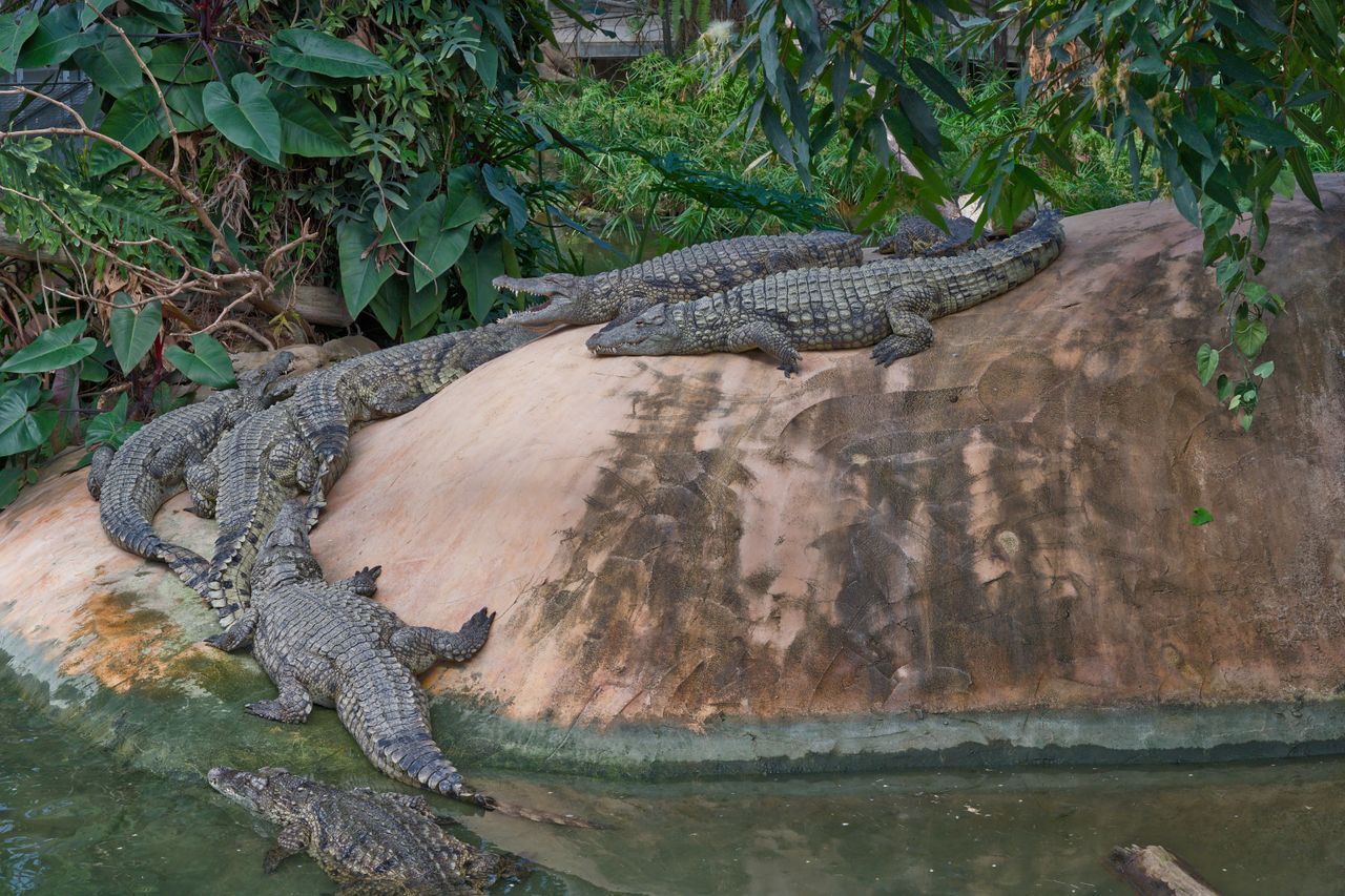 Crocodile Tour Jaco