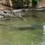 Crocodile Tour Costa Rica