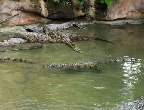 Planning A Safe And Engaging Crocodile Tour in Costa Rica For Families With Children