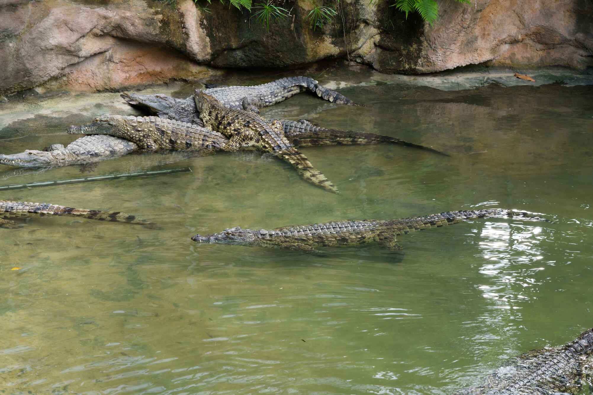 Crocodile Tour Costa Rica